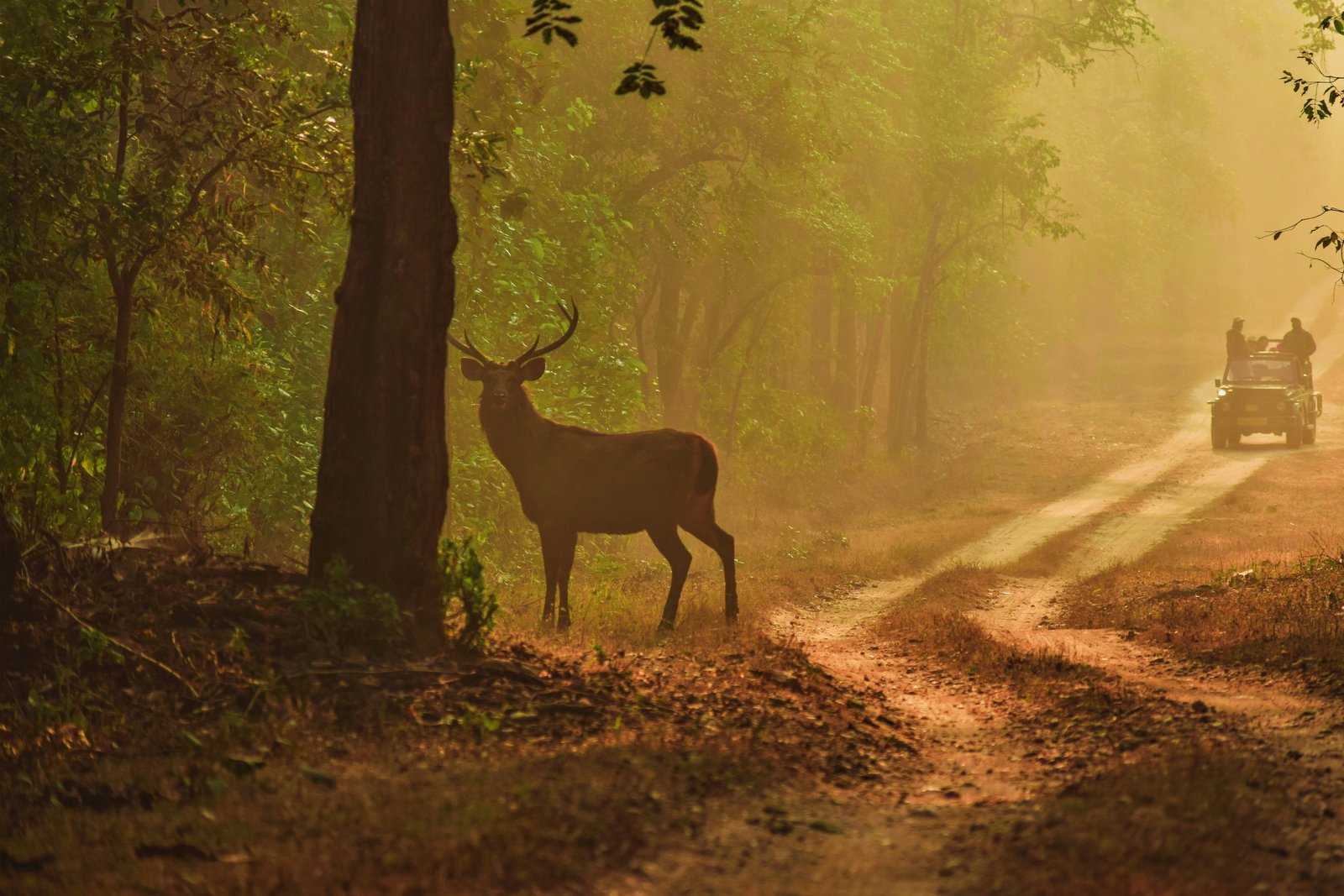 A tiger in Kanha National Park, Madhya Pradesh